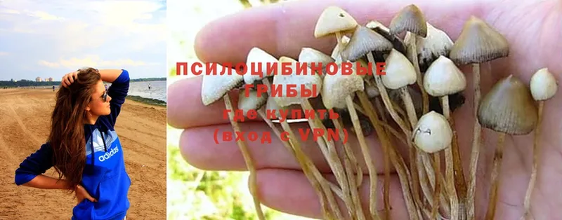 ОМГ ОМГ ONION  купить наркотики цена  Елизово  Галлюциногенные грибы Magic Shrooms 